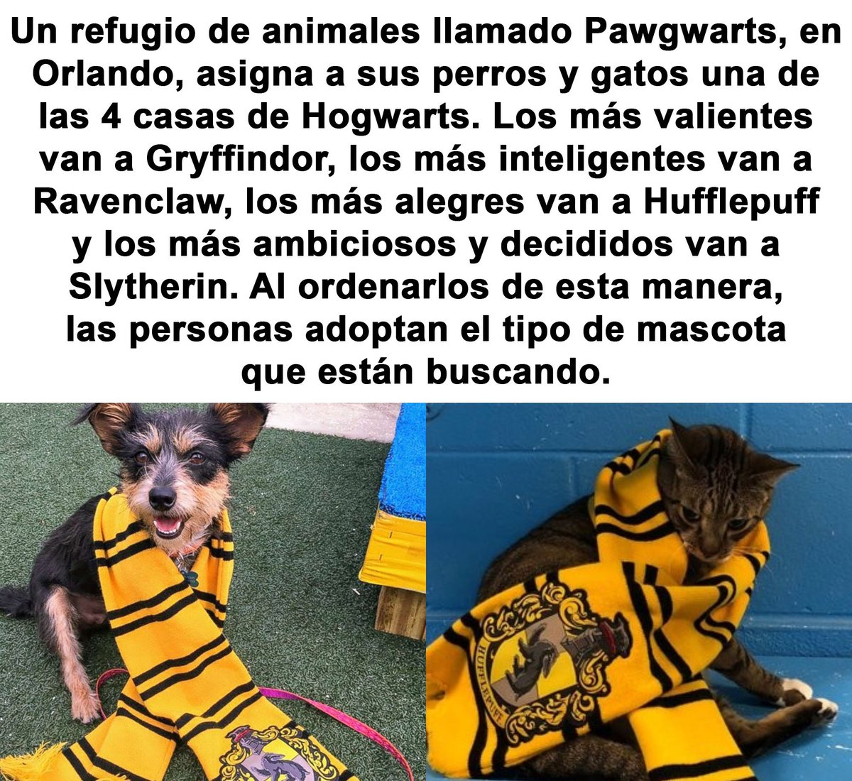 Lo mejor que verás en mucho tiempo.