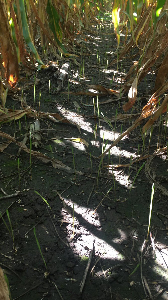 HeathVrbka's tweet photo. 1 week after being flown on & the cereal Rye #covercrop is up & going on my dryland in Polk Co, NE. Corn is probably at least one month away from harvest. Excited to learn some new #agronomy lessons. #stepoutsidethecomfortzone #Buildthesoil https://t.co/zfEbmTfkoD