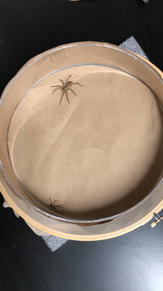Borikenophis's tweet photo. Rabidosa rabida vs Rabidosa punctulata. Will predation happen? @SLUBiology @SLU_Official @SLUResearch *suspense* #IntraguildPredation #Lycosidae #Rabidosa #Missouri #FowlerFinnLab #FowlerFinnFTW https://t.co/nPqHTQcCbC