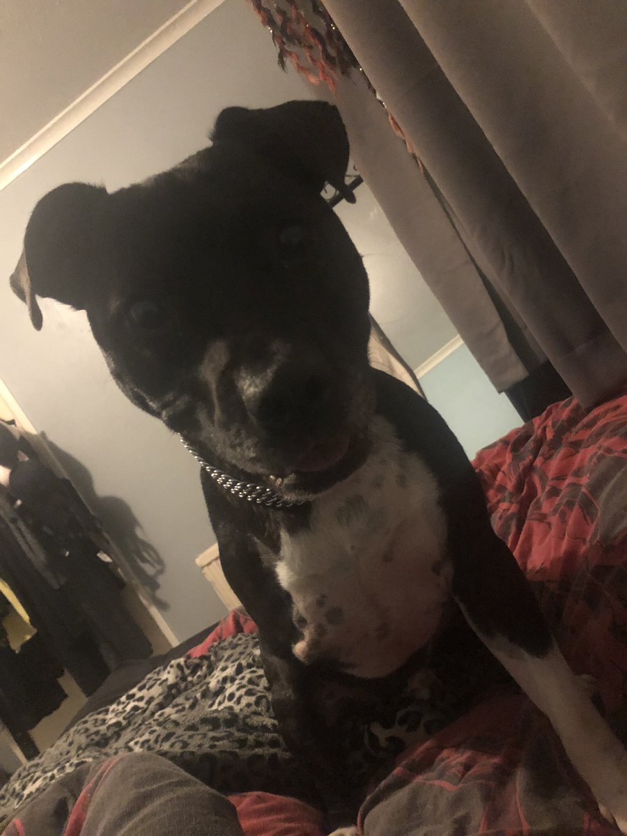 Let’s Play!! 🐶🐶💙💙 #CuteDog #Dog #Dogs #DogsofTwittter #DogLife #staffordshirebullterrier #Staffy #TheRuffRiderz #Tripawd #ZSHQ #PlayTime