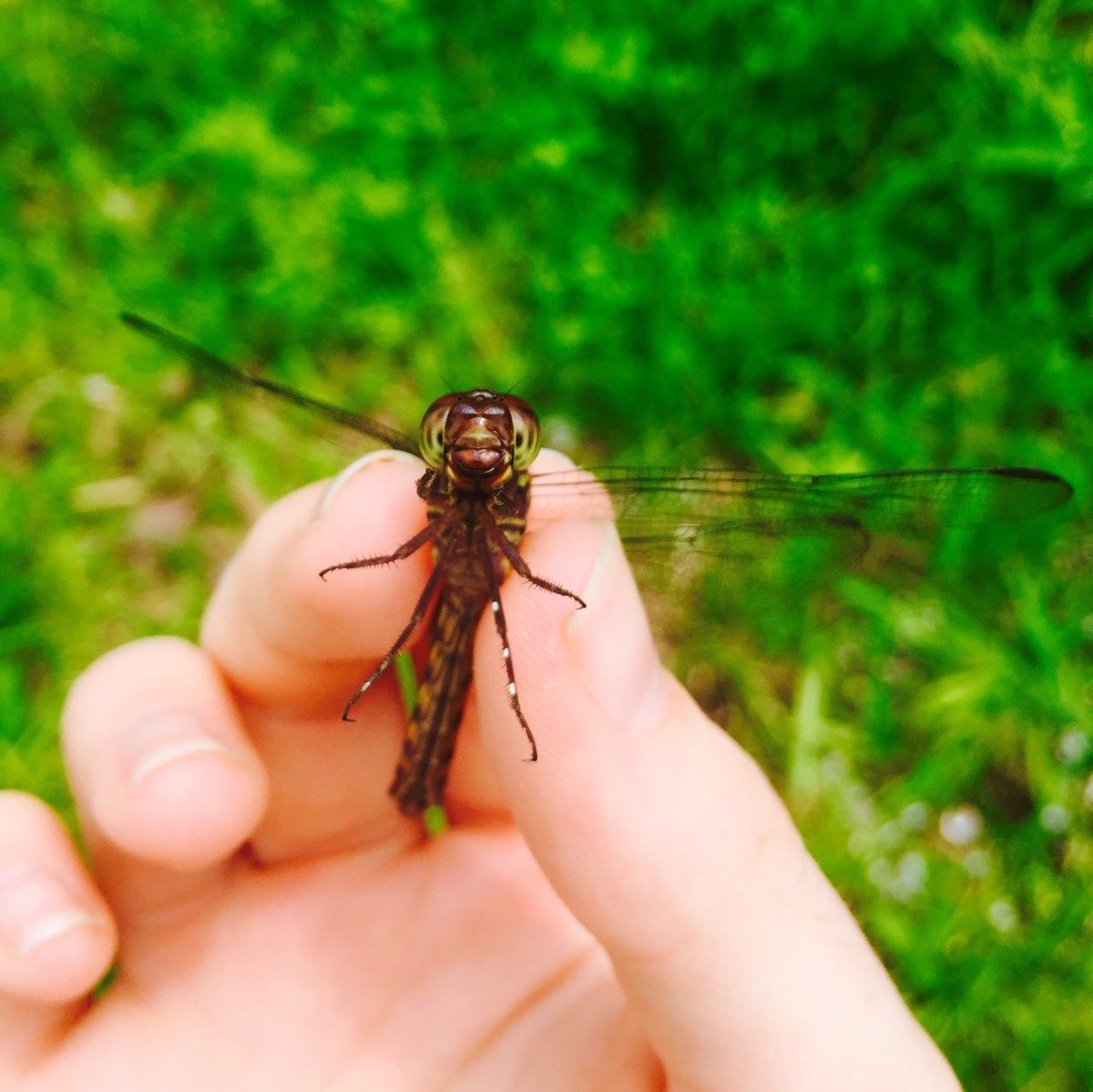 GinaGoesOutside's tweet photo. My very pragmatic now-best-friend wanted to kill me during our first field job for spending half an hour untangling the dragonflies from our mist nets every time before I would let her pack them up, thunderstorm days included. Worth it 🐛#WhatsInMyHand https://t.co/CGgKtUJwGF