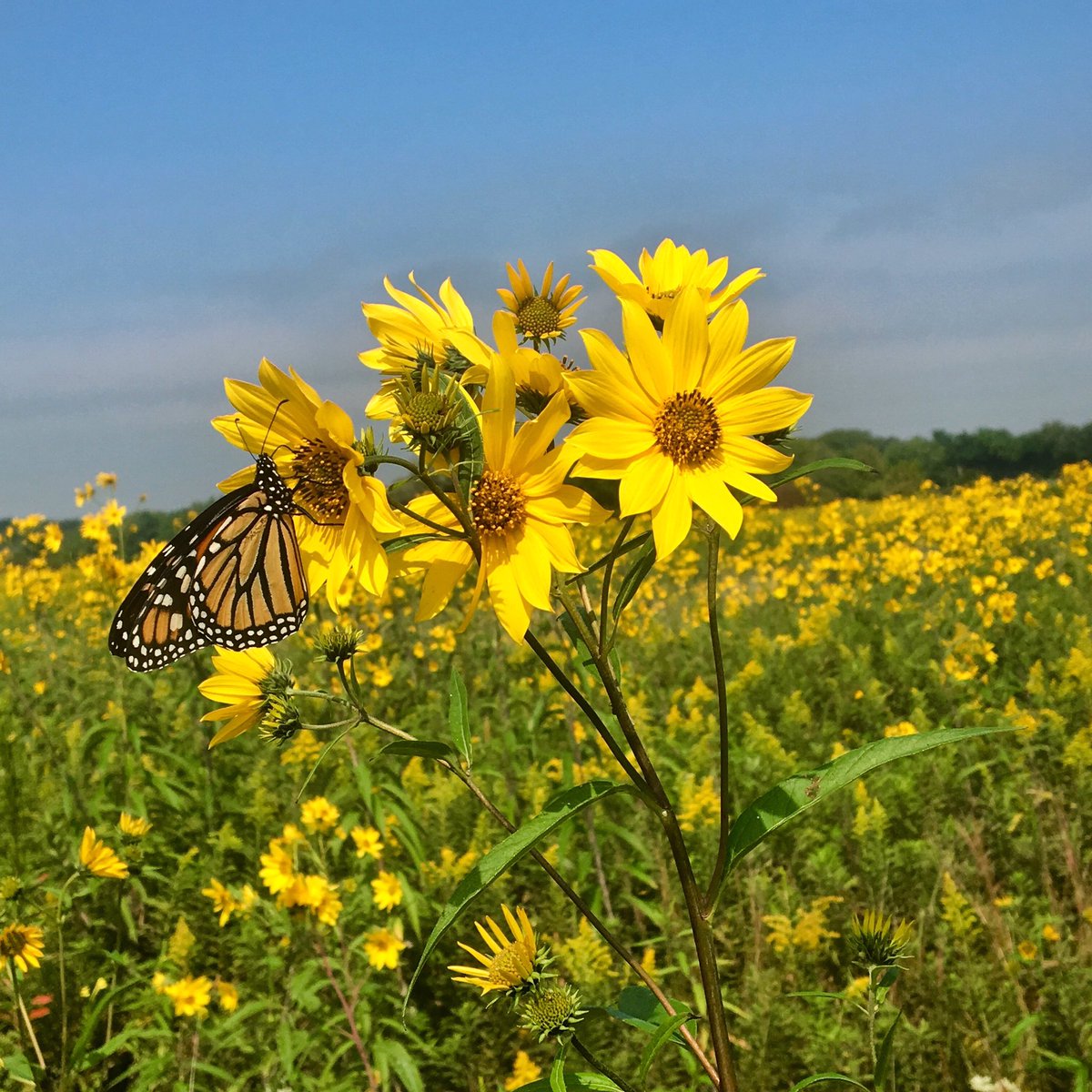 JMoLawre's tweet photo. Monarch migration underway. #Illinois #DuPageCounty #prairietrail #monarchmigration2019 #nativeplants https://t.co/YIKrgdKv4Q
