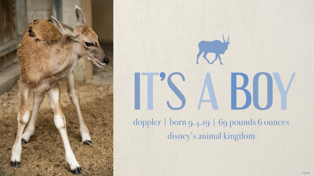DisneyParks's tweet photo. We are putting Doppler back on your radar to share some exciting news. Neonatal exams have gone well and we are proud to report…it’s a boy! https://t.co/v3OTmatmvh https://t.co/SQEMOzG7j1