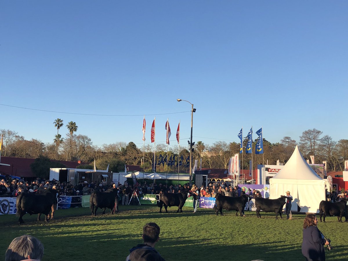 Genexys_uy's tweet photo. fila por el Gran Campeón Angus Expo Prado 2019.
Mariano, ya Campeón Junior compitiendo
#angusuruguay #expoprado2019 #genexys #angusdelmodelo https://t.co/ILVMNPdzMX