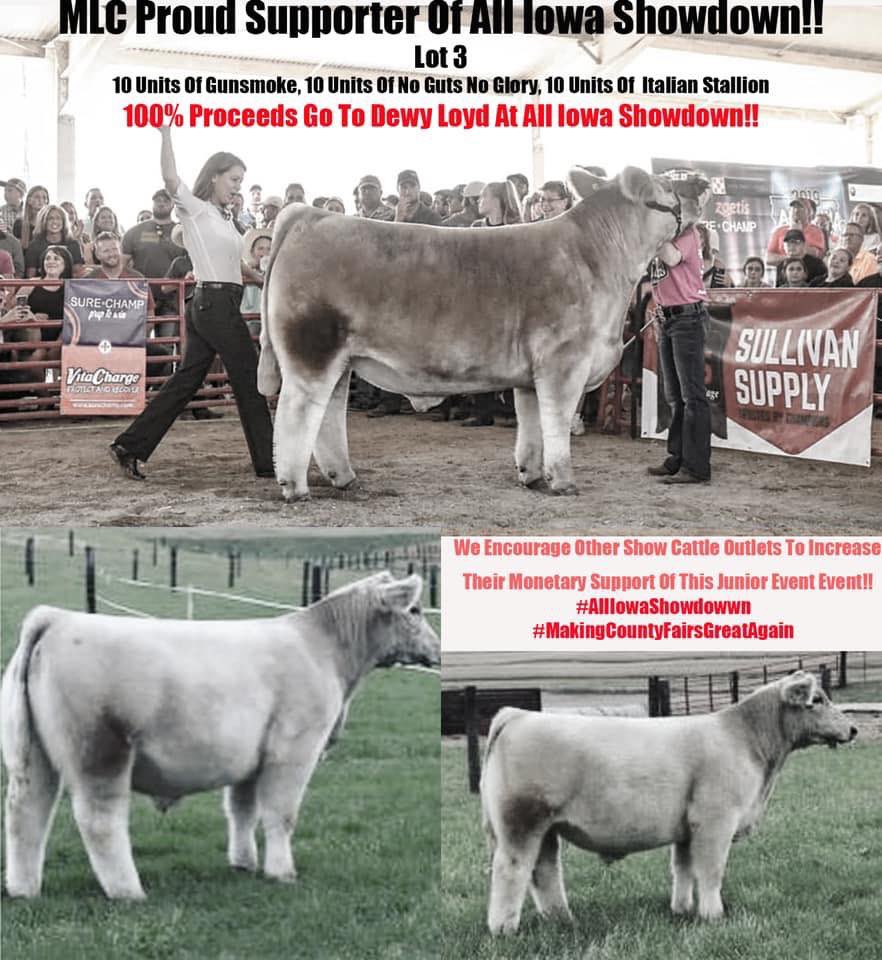 mattlautner's tweet photo. Online Offering Tonight On CW Cattle!!! #NotSC #MattLautnerCattle 

https://t.co/YFIVlwRVcj

Lot 1 Heifer
Video:
https://t.co/tSOxqOqG1Z
Sire: Gunsmoke
Dam: Who Da Man
Breed: Composite Char
Birthdate: March 2019
DNA: THF/PHAF By Pedigree https://t.co/ZCnf5vAVwm