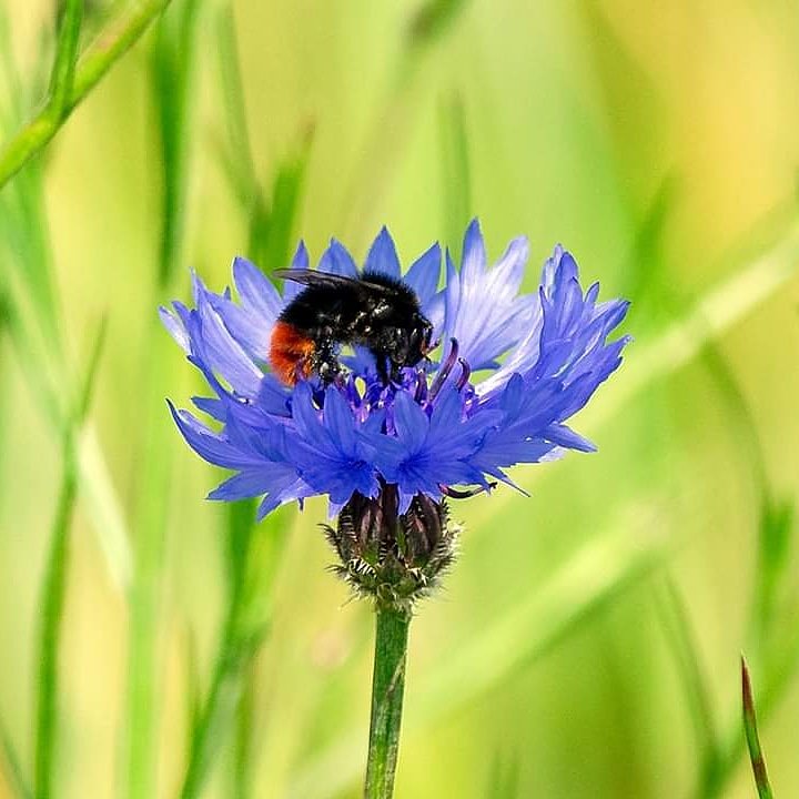 loisje1's tweet photo. Steenhommel
#colorfulinsects #insectsphotography https://t.co/krImeHvNtF