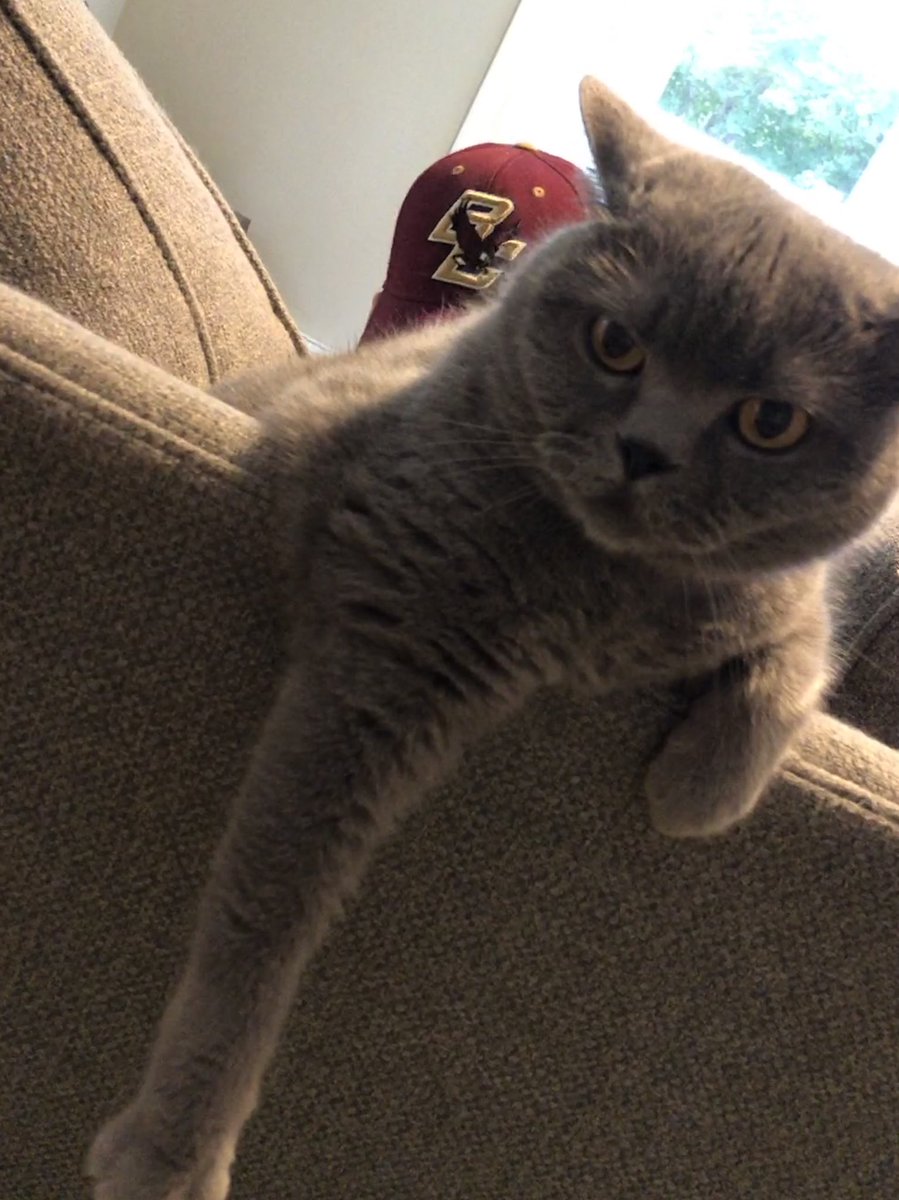 TortillaCosine's tweet photo. Sister Penny guarding the prized #BC hat on Dad’s head.  No messing with her.  #ZSHQ #CatsOfTwitter https://t.co/jvbgSNOnbV