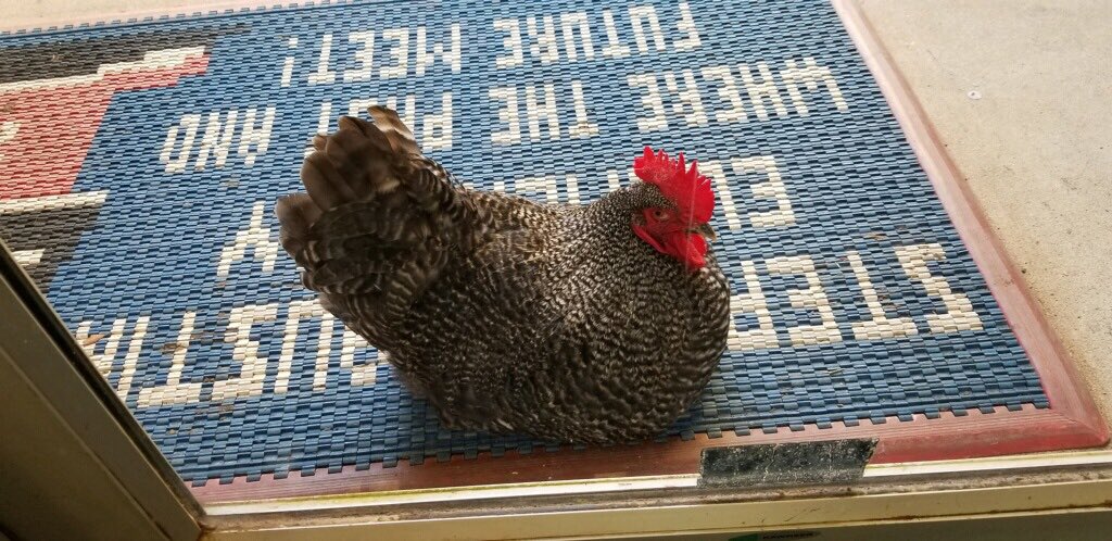 Chris Gibson (@chrisgibsonstem) on Twitter photo Our school is so cool, even the chickens want to come in! <a href="/SFAGators/">SFA STEM Academy</a> Our school is so cool, even the chickens want to come in! <a href="/SFAGators/">SFA STEM Academy</a>