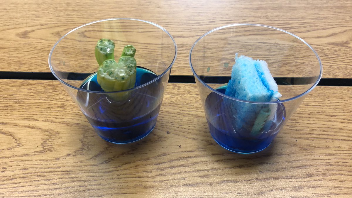 Lauren (@therossroom) on Twitter photo Investigation is underway to see how vascular and nonvascular plants get water! <a href="/FreyFlames/">Frey Flames</a> <a href="/STEMcobb/">Cobb County STEM/STEAM & Innovation Department</a> Investigation is underway to see how vascular and nonvascular plants get water! <a href="/FreyFlames/">Frey Flames</a> <a href="/STEMcobb/">Cobb County STEM/STEAM & Innovation Department</a>