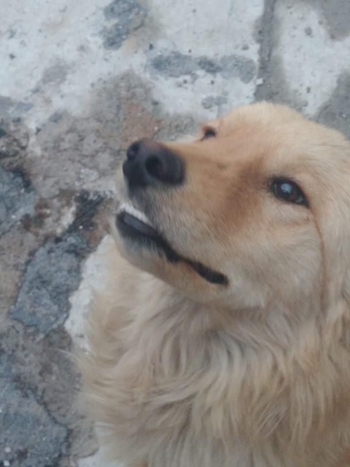 El es Miguel!
Es un cachorro de aprox 8 meses de edad, quién fue atropellado en una base de taxis y posteriormente pateado hasta la inconsciencia. Logré rescatarlo y ponerlo a salvo, fue internado en una clínica veterinaria donde le administraron medicamentos
