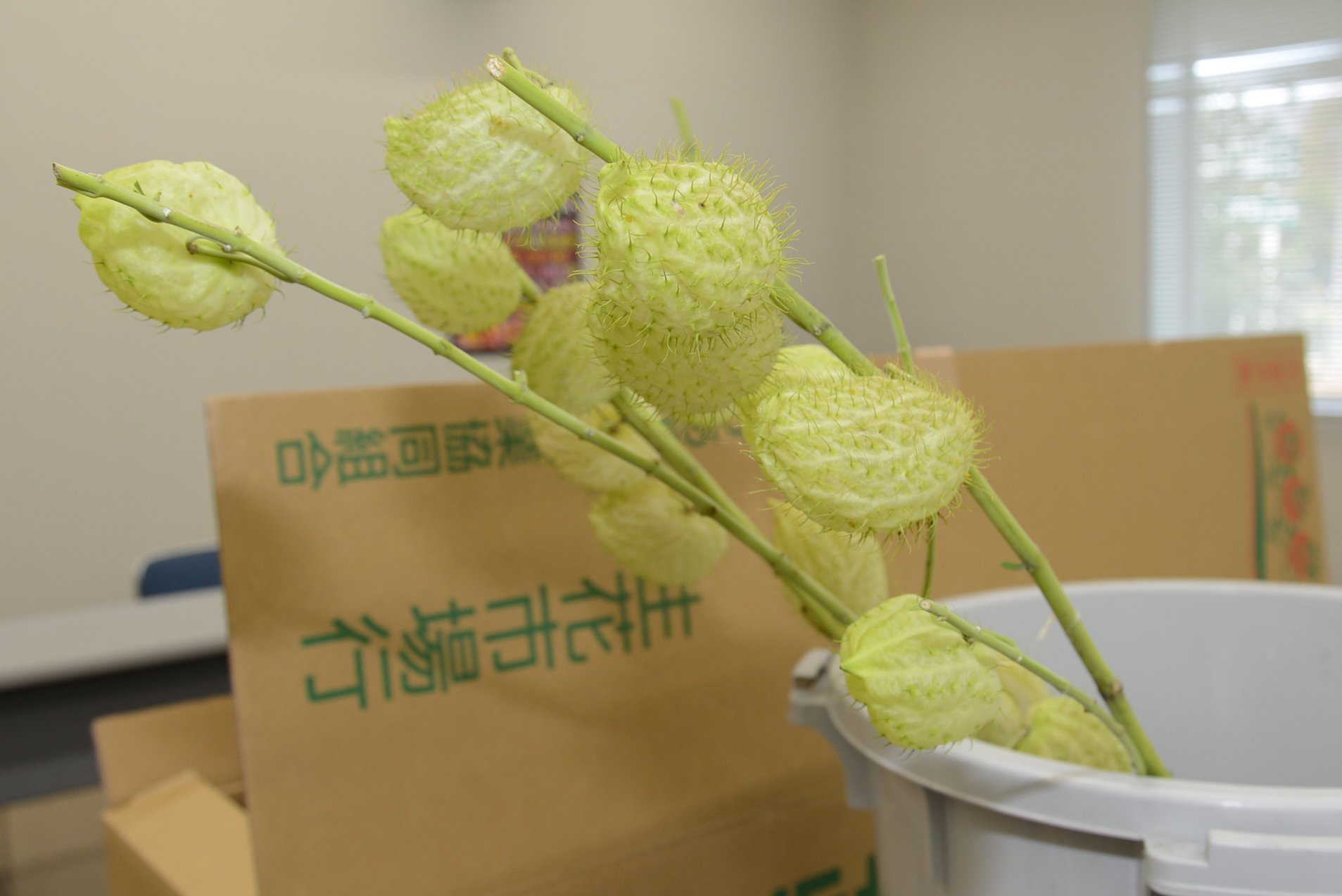 Jaとぴあ浜松 風船とうわた は果実の観賞用トウワタ 果実の中には綿毛のついた種があり 熟すと果実からたくさんの種が出てきます 生け花や切り花 ドライフラワーなどに人気です とぴあの風船とうわたの収穫ピークは１０月 お店などで見つけてみて