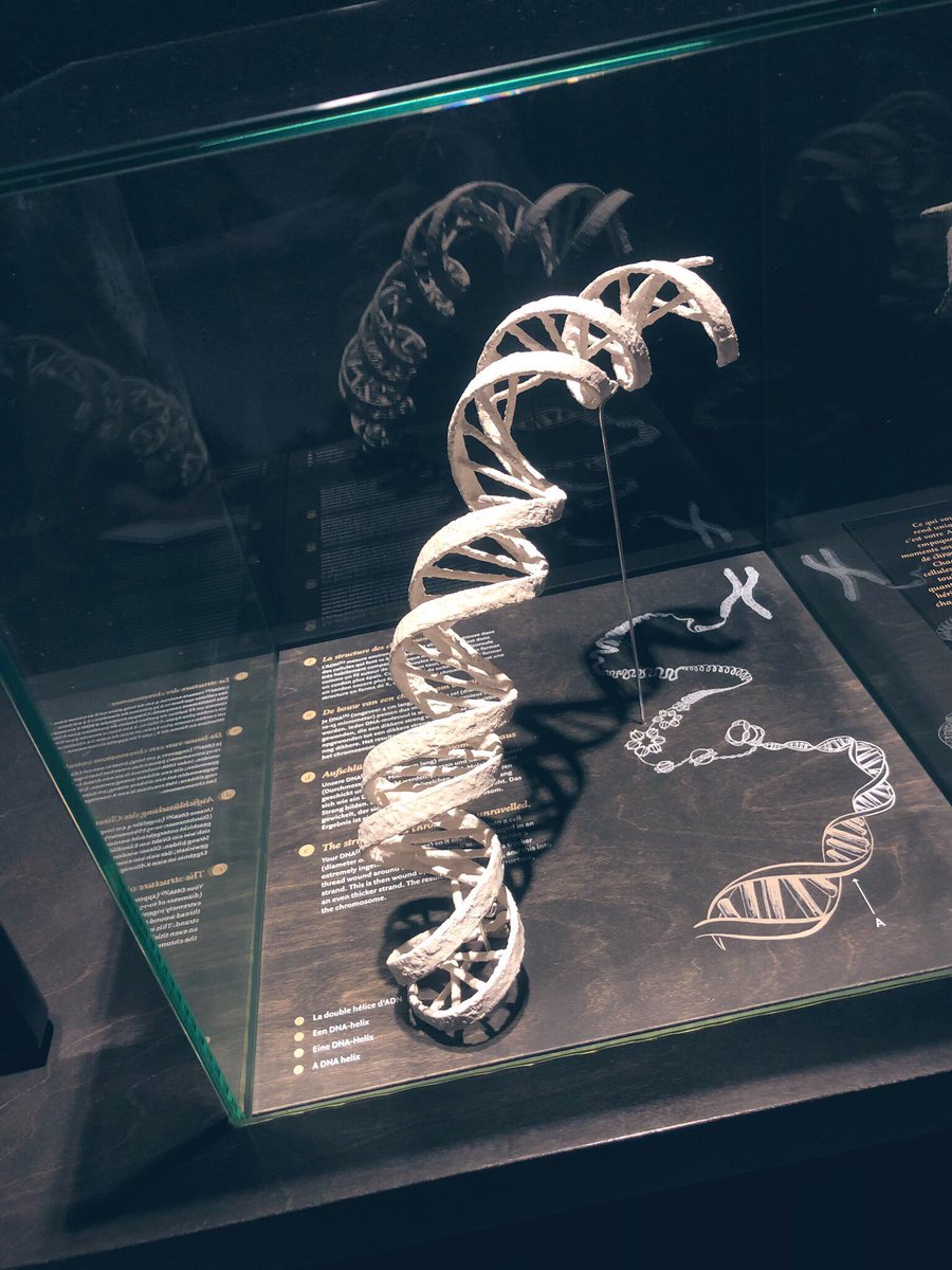 Ahuariya's tweet photo. DNA 🧬 #naturalsciencemuseum https://t.co/XDXlHxAhjo