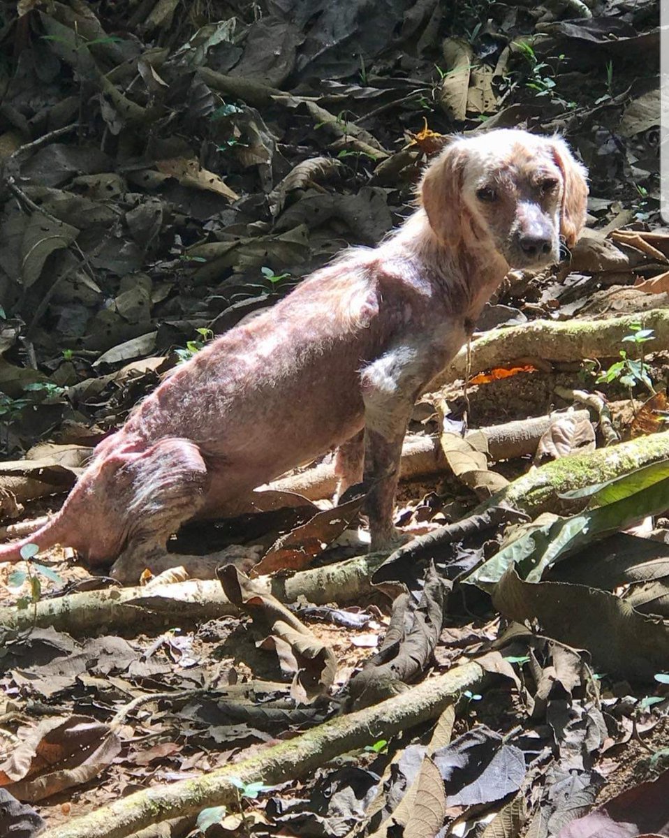 Euggy123's tweet image. @PetSmart we found our Furbaby on the Petsmart adoption site. She was a rescue from Costa Rica. We fell in love with her immediately. Her story is incredibly heartbreaking but her future is full of love and happiness. Pic#1: Rescued.03/19. Pic#2: Today. 09/19.#iadopted