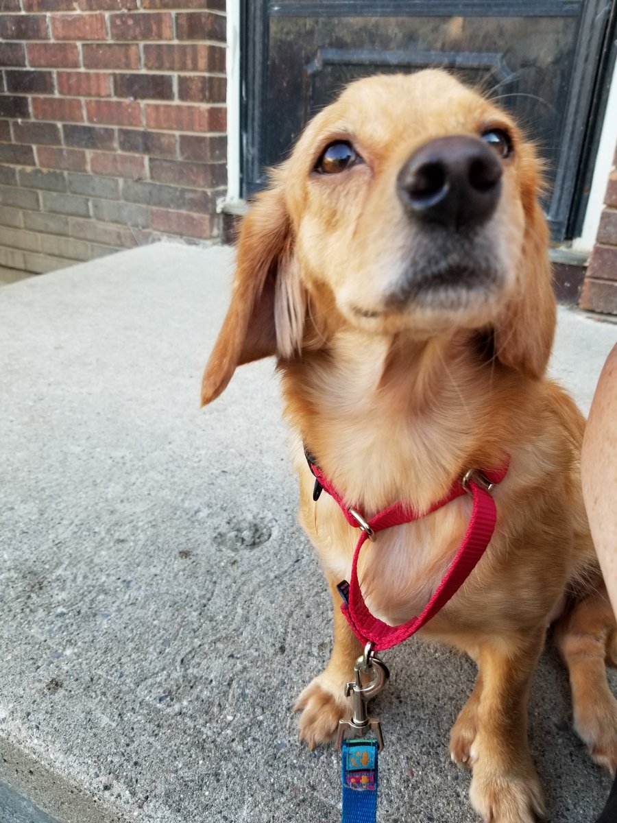 Euggy123's tweet image. @PetSmart we found our Furbaby on the Petsmart adoption site. She was a rescue from Costa Rica. We fell in love with her immediately. Her story is incredibly heartbreaking but her future is full of love and happiness. Pic#1: Rescued.03/19. Pic#2: Today. 09/19.#iadopted