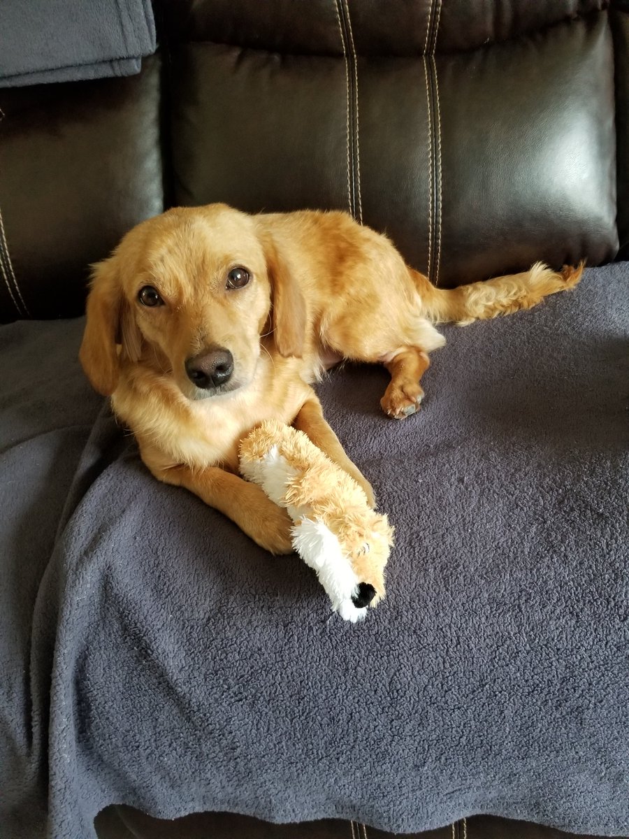 Euggy123's tweet image. @PetSmart we found our Furbaby on the Petsmart adoption site. She was a rescue from Costa Rica. We fell in love with her immediately. Her story is incredibly heartbreaking but her future is full of love and happiness. Pic#1: Rescued.03/19. Pic#2: Today. 09/19.#iadopted