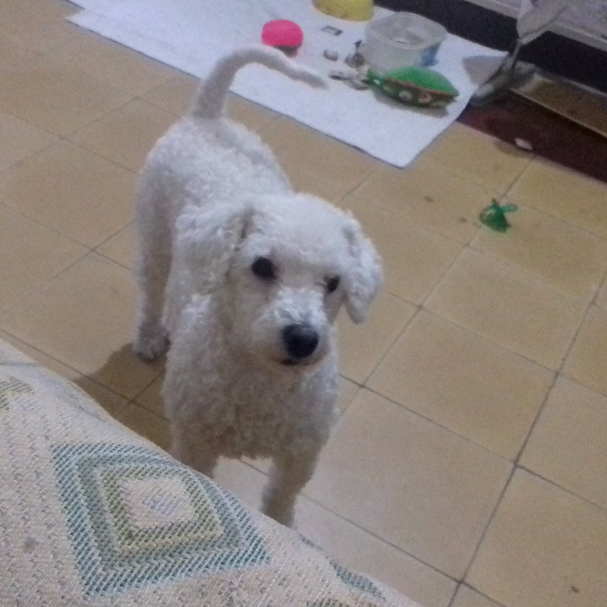 rosisil tweet picture