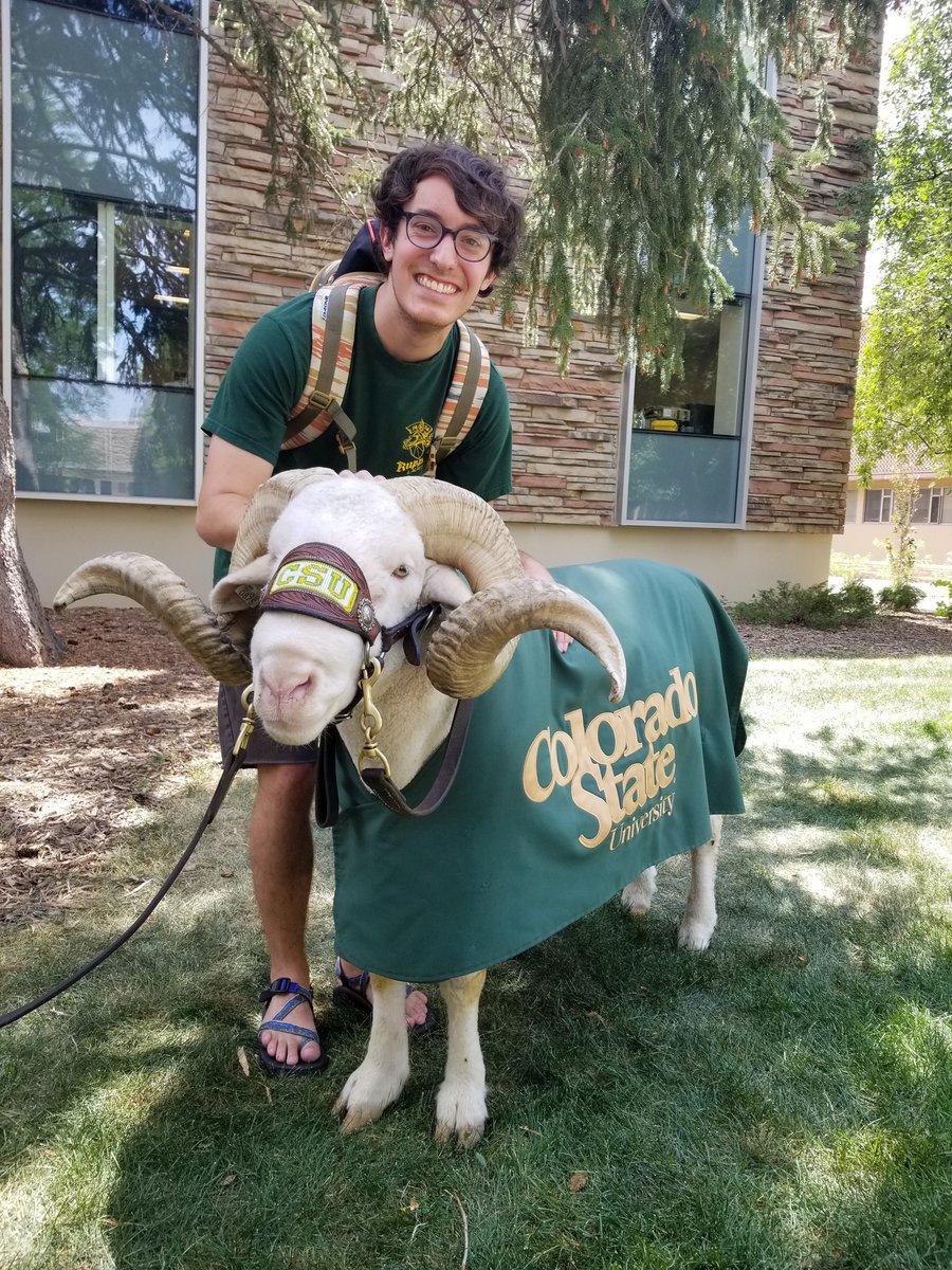 CSU_VR's tweet image. This week we&apos;re cheesin&apos; with CSU&apos;s cutest celebrity, Cam the Ram!!! See him in all his fluffy glory in 360° here: youtu.be/N7gorZ6mW-o