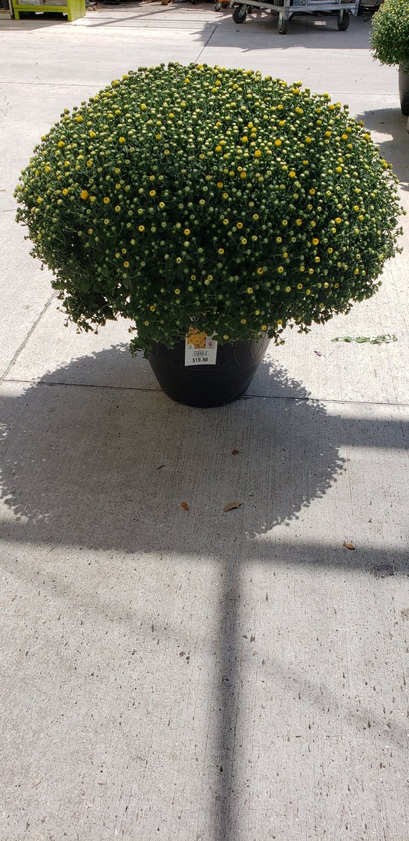 WBenabeCF's tweet photo. Big and beautiful Mums on a 14" Savonna Pot. Measuring 25inch wide and you can find the on your neighborhood Home Depot . https://t.co/CoHnJCmPbH