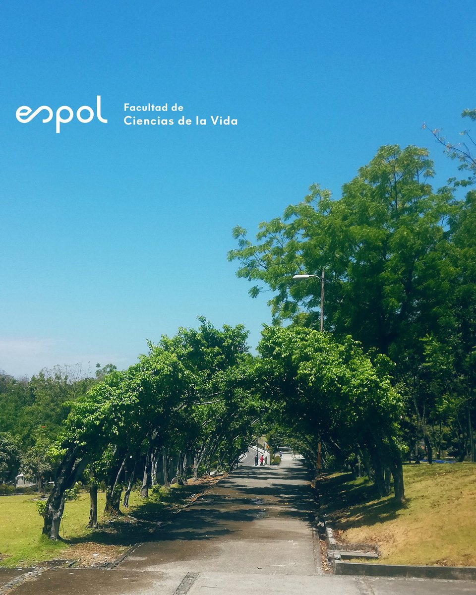 fcvespol's tweet photo. Nada mejor que una vasta aula verde para desarrollar nuestros conocimientos 🍃 #FCVESPOL #SomosFCV#SomosEspol https://t.co/AmOJx7rVOw