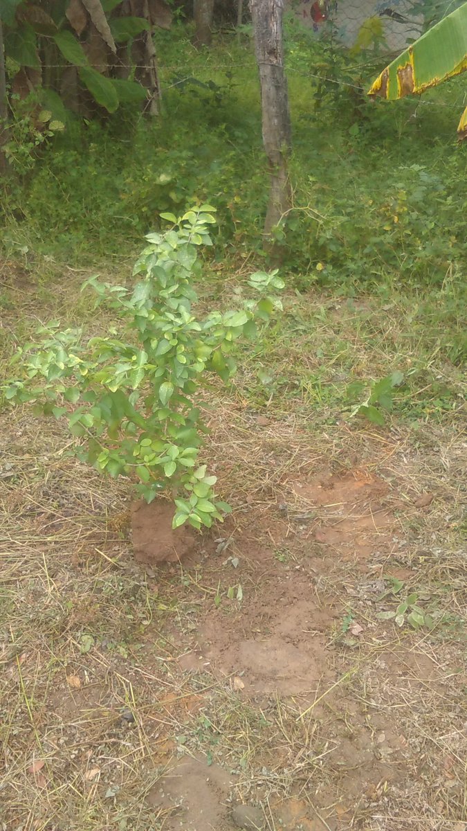 AVENTURA DE LA PACHAMAMA EN LA ESCUELA PRIMARIA BOLIVARIANA LECHOZA DEL MUNICIPIO BIRUACA