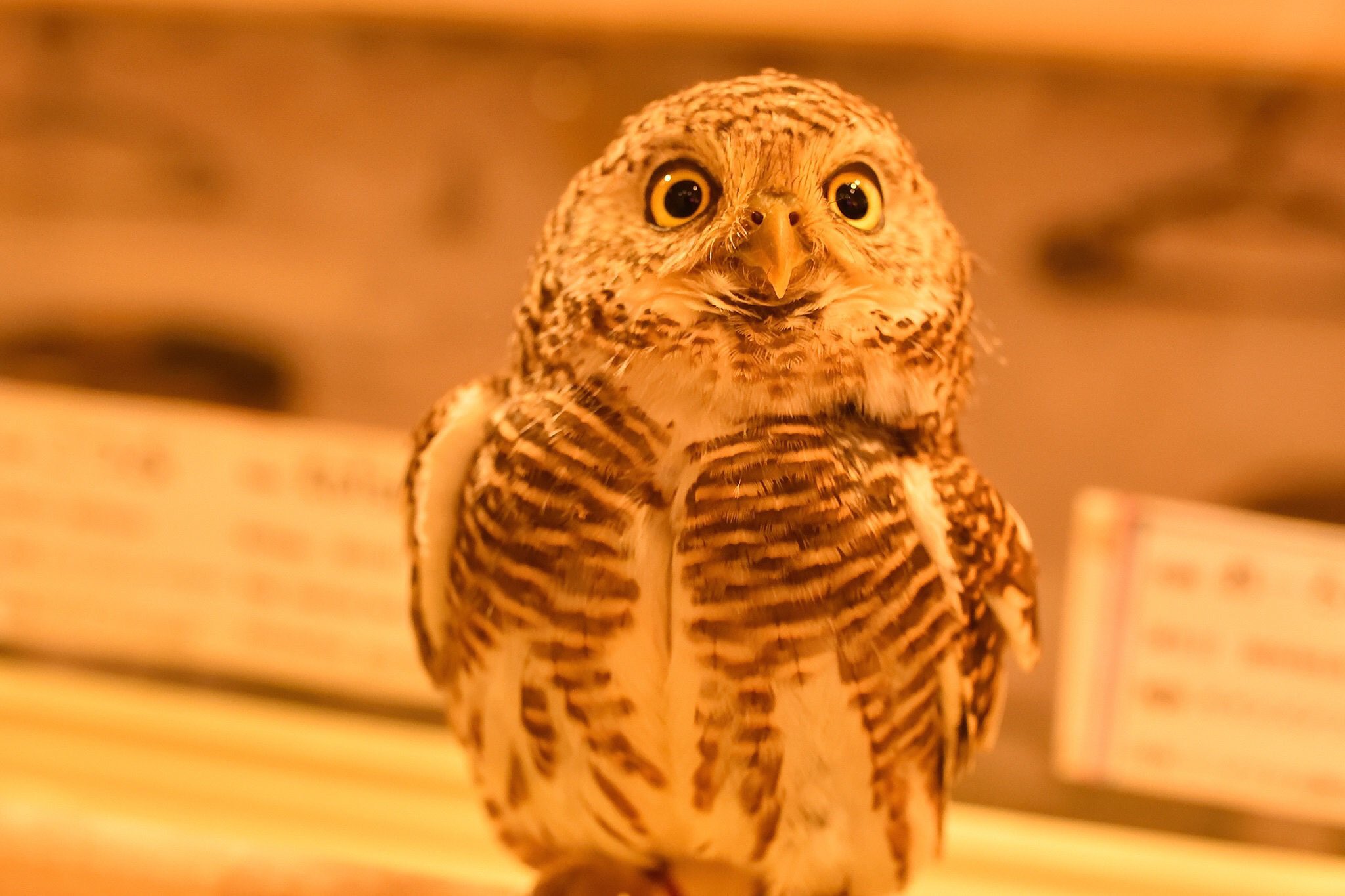 大阪難波千日前 夕焼けのふくろうカフェ Sunset Owl Cafe Sunset Owl Twitter