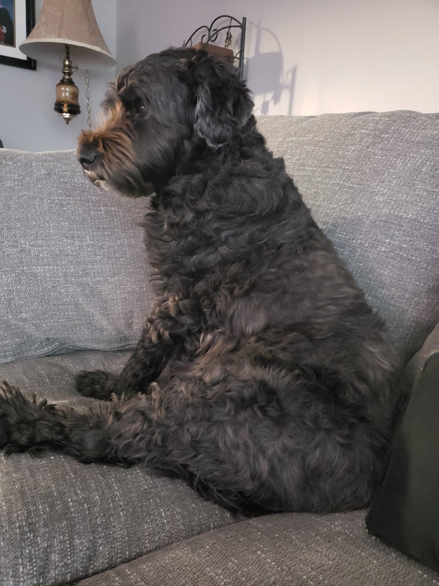 CBelfitt's tweet photo. My pooch hates getting her picture taken. ππ She turns her head when I show my camera. #doglife #dogprobs #shehascancer #takingasmuchpicsasican #makingmemories https://t.co/tZbezr3TOw