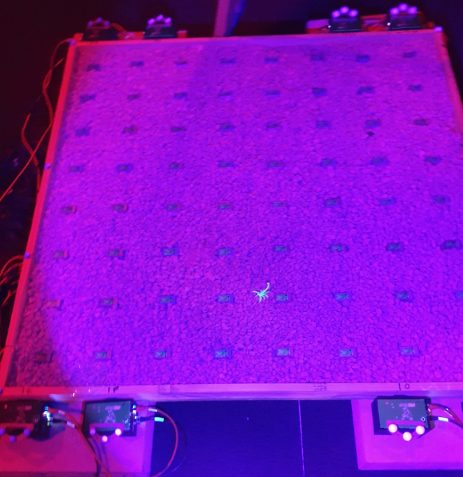 JaSteckel's tweet photo. Doing work at Boise State on Pallid bats with Dr. Jesse Barber on Pallid #Bat echolocation behavior versus scorpions! 144 microphones, 4 high-speed cameras and a 3D  @qualisysab motion tracker! More results coming soon! So far over 1TB of data captured... @UAntwerpen_FTI #bats https://t.co/lEzBI7mtd3