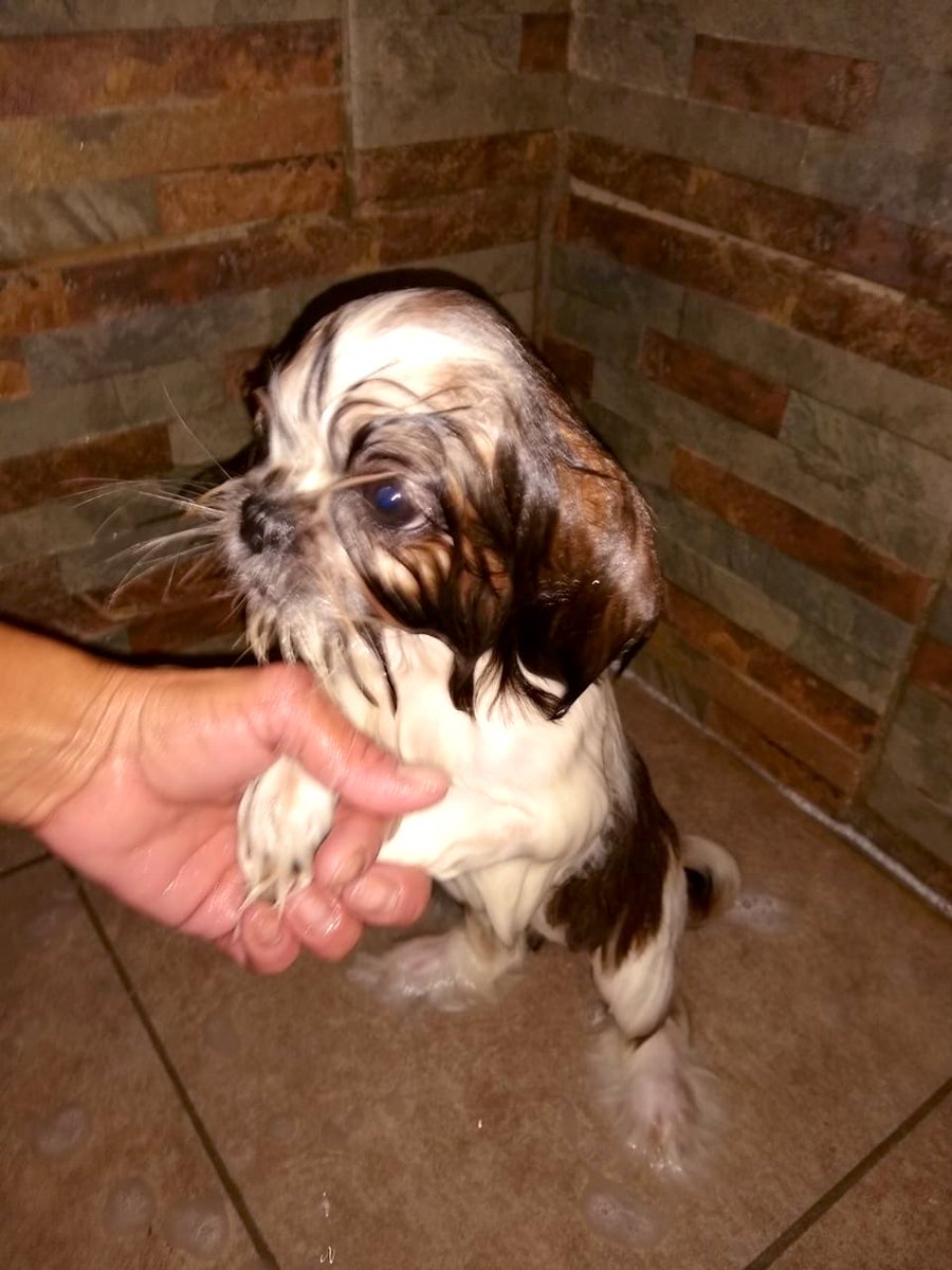 pinituchi's tweet photo. Mi pulguita en su primer visita a la peluquería para estrenar mañana los 3 meses bien limpita y peluquiada!!!🐶🐾❤️ #Kishi #laamoo😍😍 https://t.co/MJW9FhaSNF