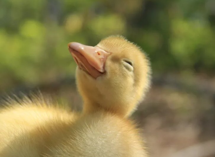 striveyy's tweet photo. Ducks are cute 🦆🦆🦆🦆🦆🦆 https://t.co/IX0T925nvs