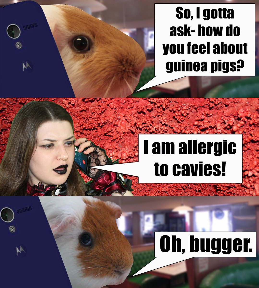 odinstooth's tweet photo. #odinstooth
#childhoodfractured
#sinmara
#dingusmcguinea
#gettingtoknowyou
#letstalk
#guineapig https://t.co/xGUi4xuTgN
