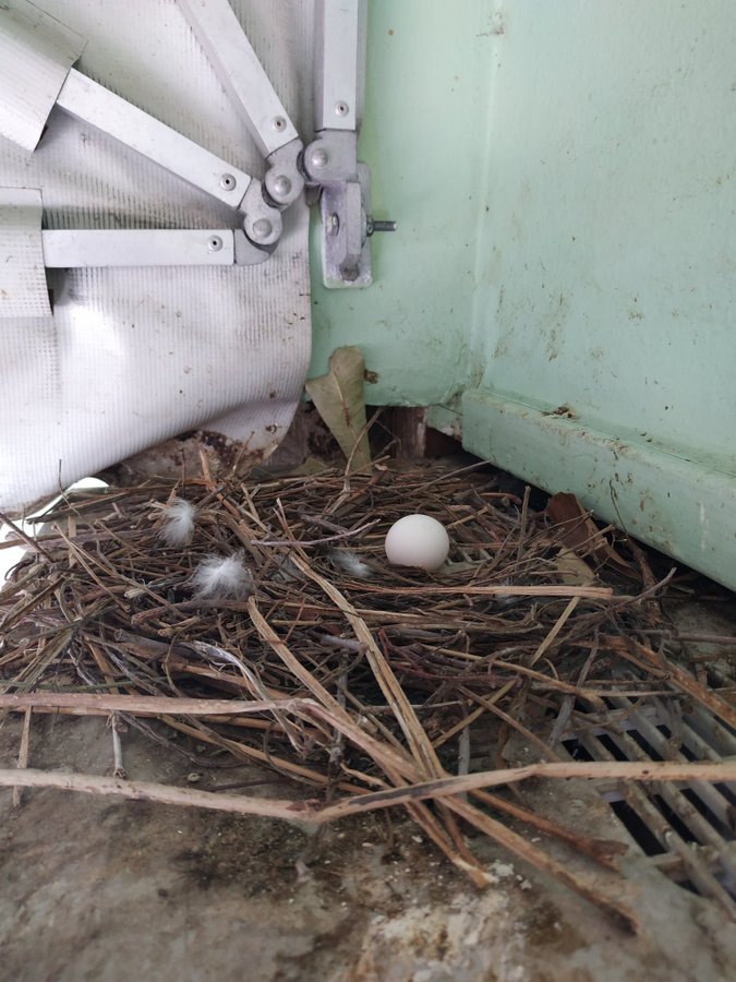 Felipe Fagundes ×××××××¨ Nos Episodios Anteriores Eu Descobri Que Tinha Um Ninho De Pombo Na Minha Sacada Lembram Com Ovinho E Tudo Ai Fiquei Naquela Expectativa Pra Ver Nascendo Isso Ha 2