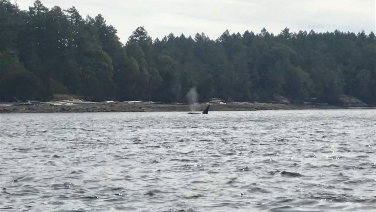 SSadventureco's tweet image. Transient Orca found on our Staff Trip! We have been fortunate to have maintained 100% success rate all season! We still have tours running into mid-October. Give us a call to see which days we can get you out! #WhaleWatching #SSAdventureCo #ComeAdventureWithUs