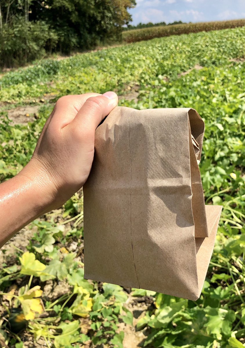 Most people: gross

Plant pathologist: oooh Phytophthora, let me bag that up