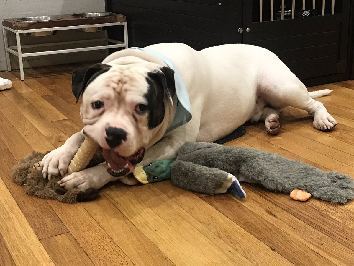 ๐ถ๐ง๐RK ๐กโฅ๏ธ (@hearteyes4brady) on Twitter photo Pawty time and <a href="/MonsterKai12/">๐พ Monster Kai ๐พ</a> enjoying his new birthday gifts ๐๐ฅณ๐๐ถ๐พ #KaiTurnsOne Pawty time and <a href="/MonsterKai12/">๐พ Monster Kai ๐พ</a> enjoying his new birthday gifts ๐๐ฅณ๐๐ถ๐พ #KaiTurnsOne