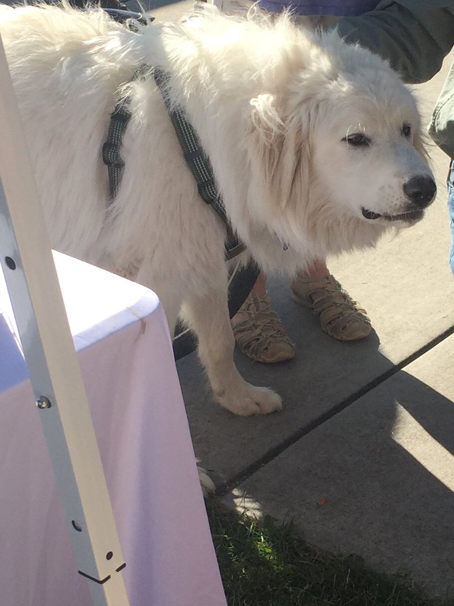 Hanging at a doggie get together.  #dogs #yappyhour #DogsofTwittter #Greatpyrenees #dogsoftwitter #allaboutCharlie #chilling #dogsarefamily #dogsofinstagram #dogslife #FluffyFursday #bigdog #bestoftheday #dogoftheday #dogsofig #woof #pyrnees #cuteboy #cutestdogs #Cute #pyr