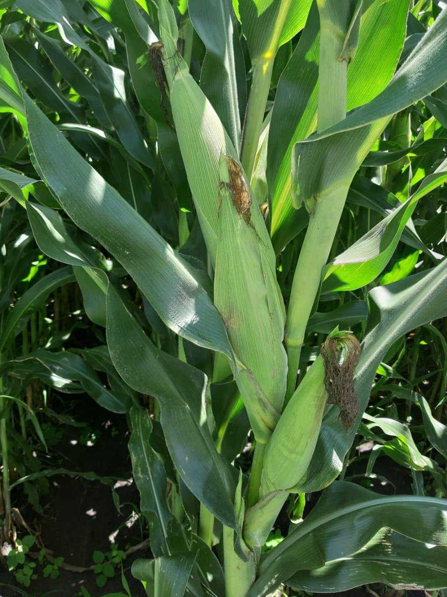 adrialuna's tweet photo. Cuando esperas uno pero nacen tres 🌽😋 #TierradeMonte #sisepuedesinagroquimicos #sinvenenosporfavor Lo orgánico puede ser más productivo y más barato que lo convencional https://t.co/z8SNQ50hp6