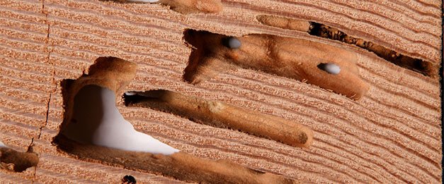 GeffroyTermite's tweet image. #TermiteServices #TermiteProblem #TermiteControl