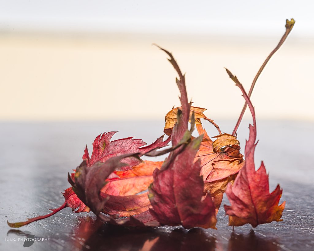 MisRobb's tweet image. Hello Autumn