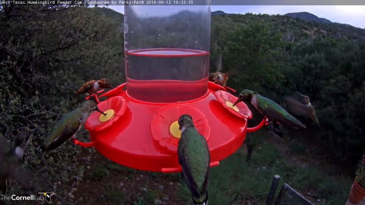 West Texas Hummers On Twitter 19 33 9 12 The Action At The