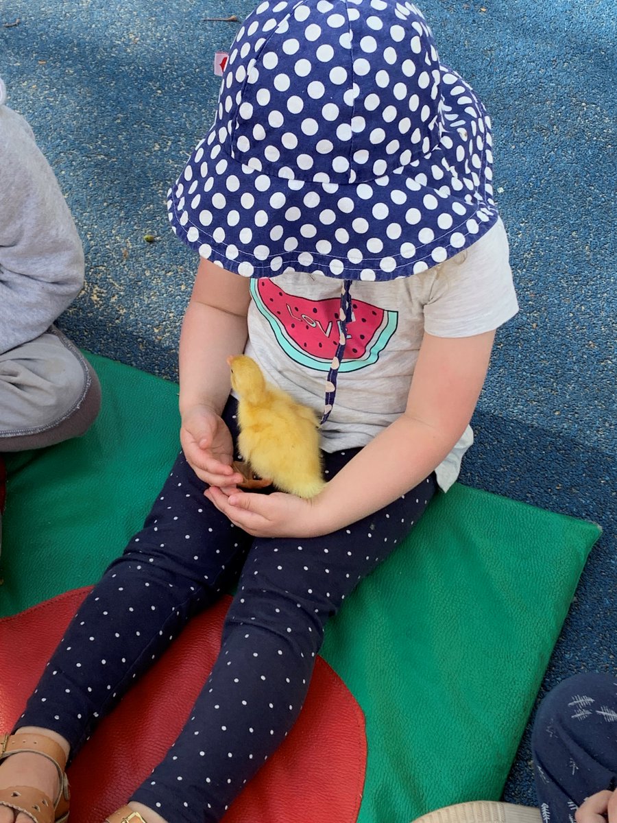 Australia Street Infants School tweet media