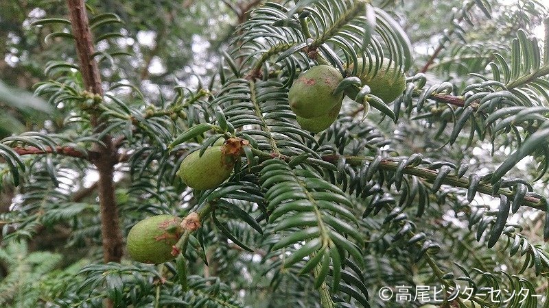 高尾ビジターセンター 公式 天気 曇り 気温 18 5 富士山展望 ムササビが食べるカヤの実が豊作です ムササビが食べた痕は見つけられませんでしたが 落ちている実の匂いを嗅ぐと柑橘系の良い匂いがしました ムササビも食べる時はこの匂いを嗅ぎ 高尾ビジターセンター 公式 天気 曇り 気温 18 5 富士山展望 ムササビが食べるカヤの実が豊作です ムササビが食べた痕は見つけられませんでしたが 落ちている実の匂いを嗅ぐと柑橘系の良い匂いがしました ムササビも食べる時はこの匂いを嗅ぎ