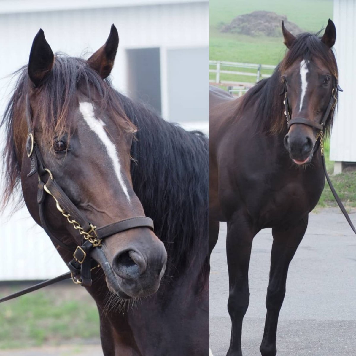 白馬牧場 白馬牧場