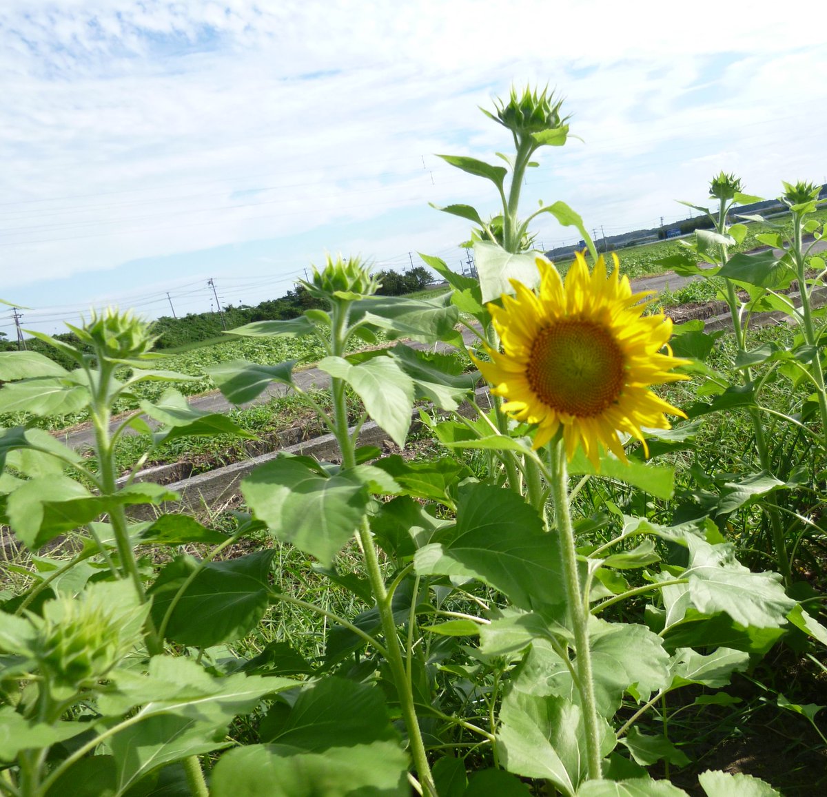 ひまわり 畑 いなべ 満開近づく！東海地区最大級のひまわりとコスモス～高校生のアイディアが花開く～｜いなべ市公式ウェブサイト