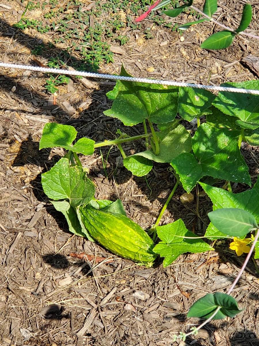 Heidi Cox tweet media