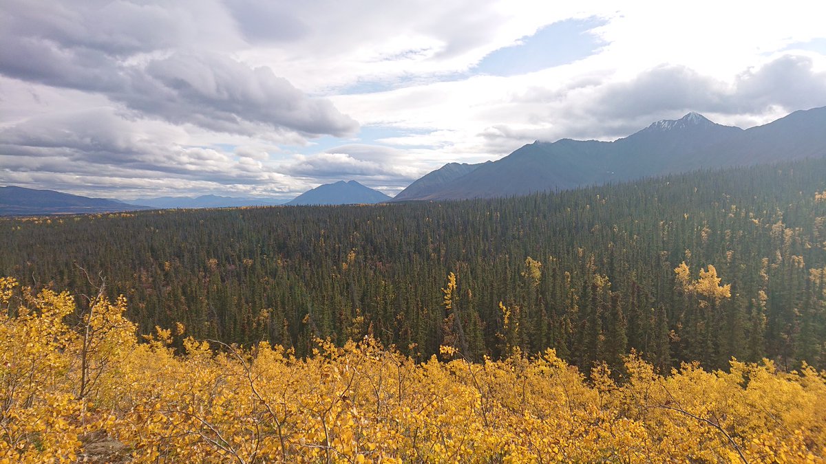 Have I mentioned how pretty it is here?

Full day hiking today - looking at wildlife and it's... leavings. 

#ExeterGlobal #FieldCourseFortnight #FieldYukonAlaska