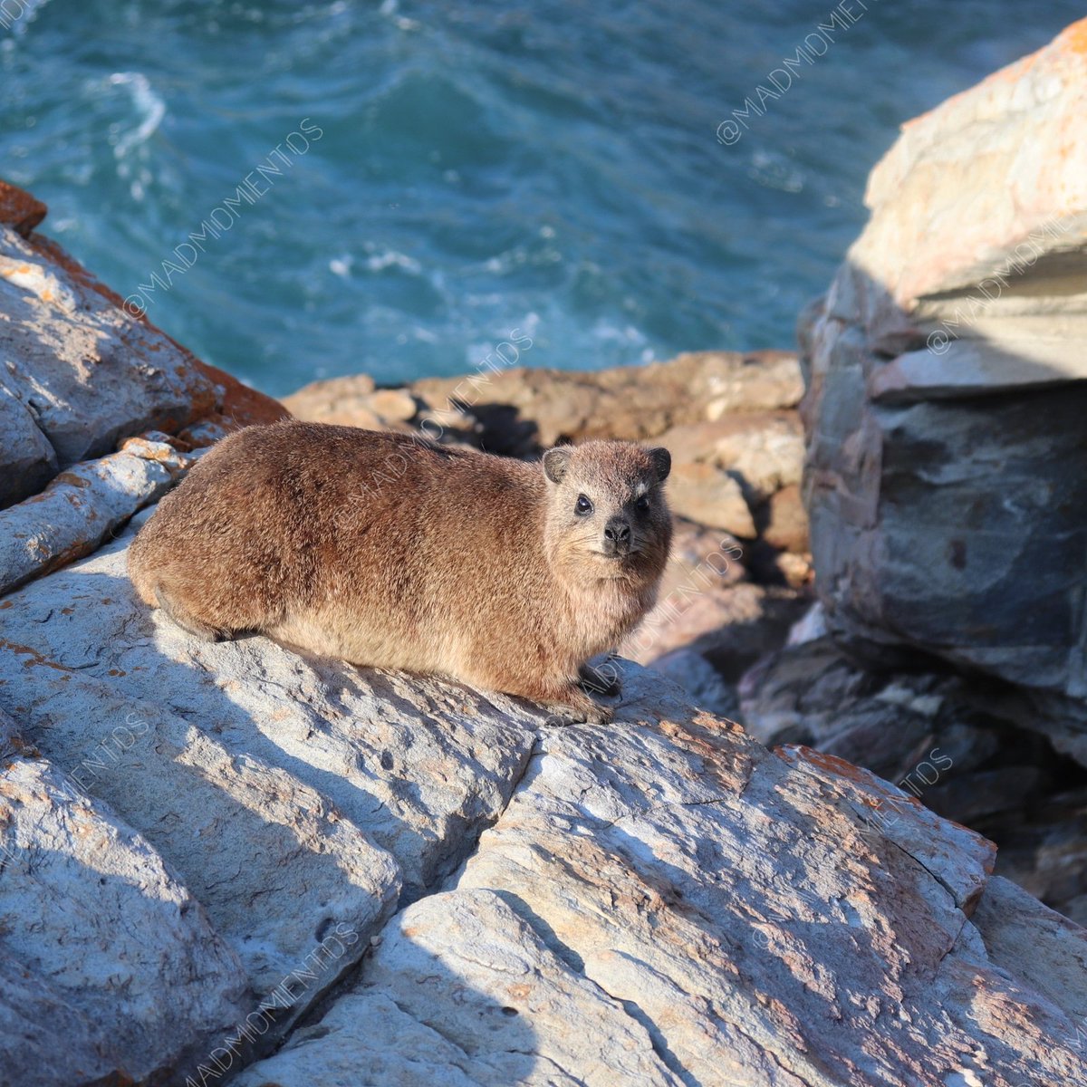 #mmadskillz #madmomentos #photography #dassie #cute #brown #wild #rock #sea #water #blue #animals