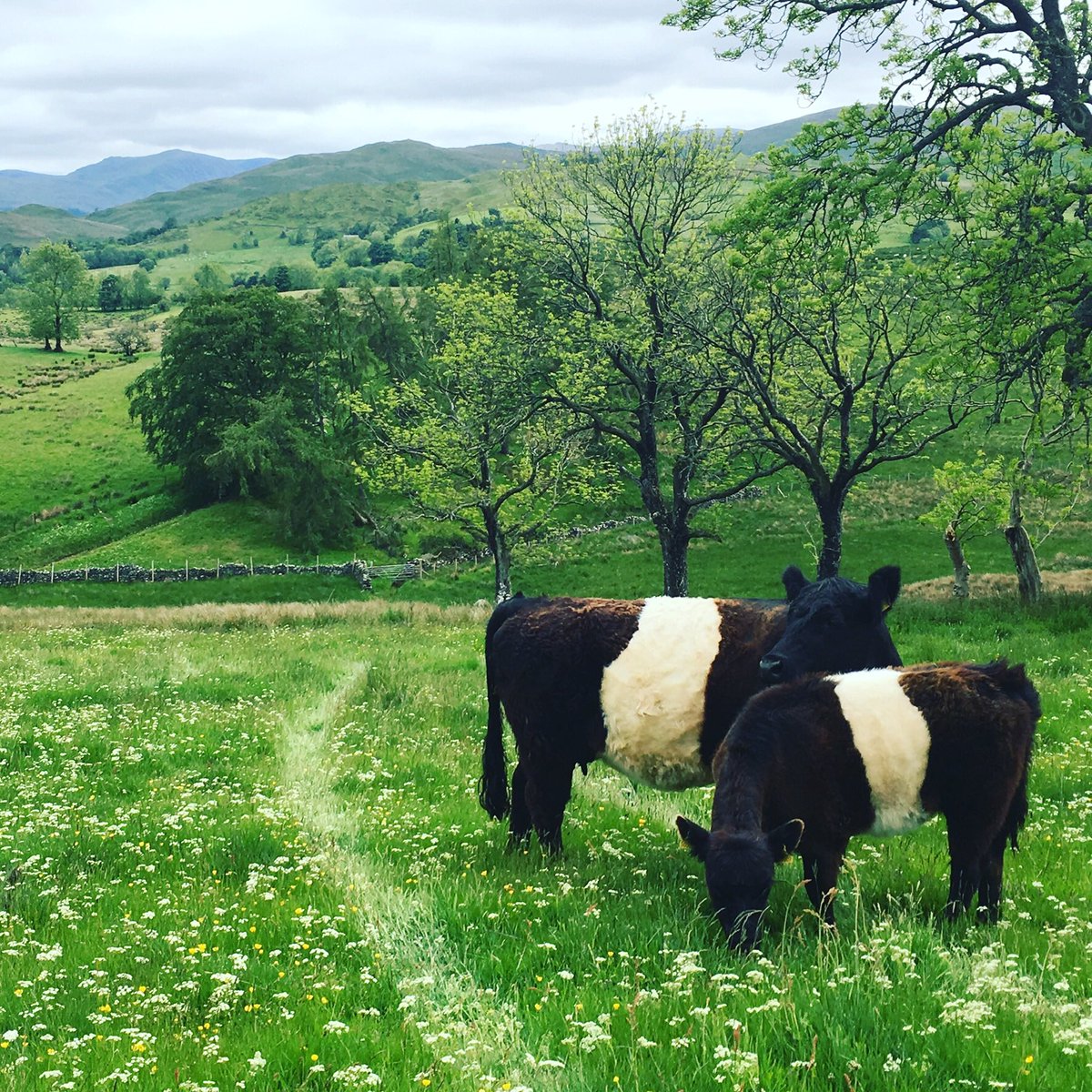 Thanks <a href="/Cambridge_Uni/">Cambridge University</a> for banning my grass-fed beef - how about addressing the primary causes of climate change, divesting your investment portfolio of fossil fuel burning activities, &amp; changing your 17,000 hectares of fairly sterile arable land?
These are my fields
Show me yours
