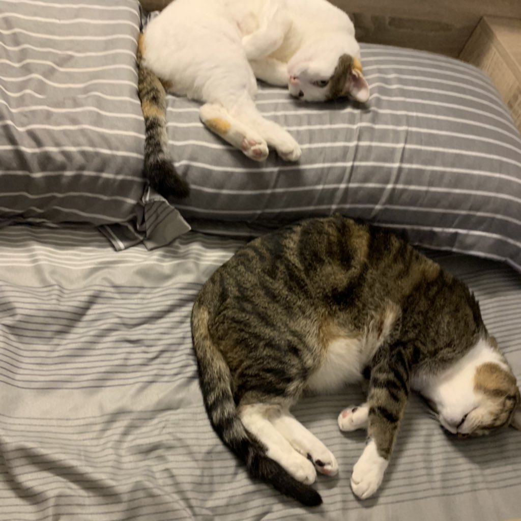 Corna tha Cat tweet media