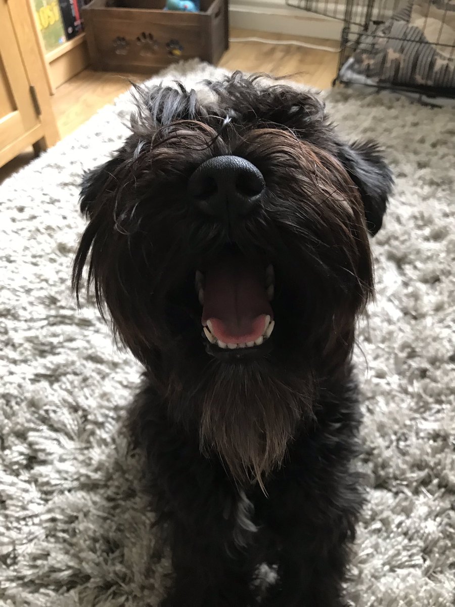 SweetGeekBakes's tweet photo. Happy Birthday @NickKyme from the furry one (and me of course!) 🎉🎂🎉🐶 We both love you lots!xx https://t.co/Lx23FA27Tl