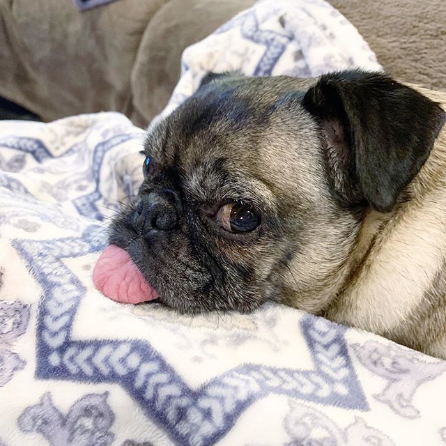PopPugPeoBlog's tweet photo. Queen of side-eye
.
.
.
.
#petuniapug #pug #pugs #pugstagram #pugsofimstagram #dog #dogs #dogstagram #dogsofig #dogoftheday #dogsofinstagram #atlanta #georgia #blog #blogger #puglife #pet #petoftheday #petstagram #sideeye https://t.co/SjdPpYfQGr https://t.co/5FOcDg9zlR